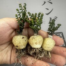 J12 【パンダ園芸】特選 多肉植物 Albuca bruce-bayeri (実生) 3株 激レア！ _画像6