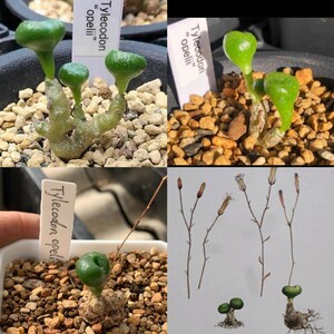 E55 【パンダ園芸】珍奇植物 多肉植物Tylecodon opelii 3株