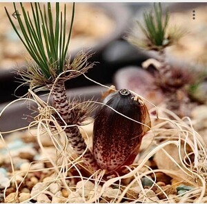 E61 【パンダ園芸】珍奇植物 Gethyllis verticillata ゲチリス ベルティシラータ 3株同梱 
