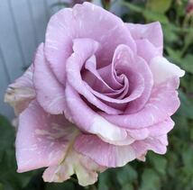 Rose バラ挿木苗　異邦人　薄紫の絞りバラ　ストレンジャー_画像1