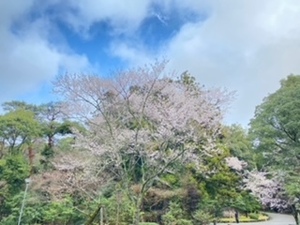 桜　　即決1円　画像　相互評価