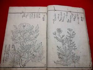 815◇　草花絵前集　元禄12年　刷り良好　植物図鑑　絵本　和本 古書 古文書