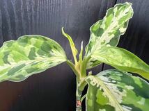 アグラオネマ トリカラー ピクタム ラプラス 箱個体 Aglaonema AZ便_画像7