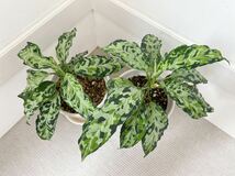 アグラオネマ トリカラー ピクタム ラプラス 箱個体 Aglaonema AZ便_画像1