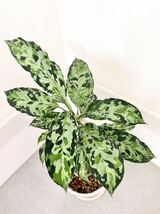 アグラオネマ トリカラー ピクタム ラプラス 箱個体 Aglaonema AZ便_画像2