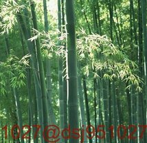 手作り 鳥かご 木彫り 彫刻 竹製 竹細工 工芸品 龍 木製 鳥籠 アンティーク_画像5