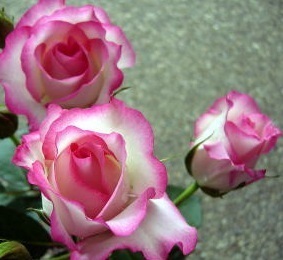 上品な白地にピンクの覆輪【ストロベリー・アイス（ボーダーローズ）】波打つ花弁が優雅で可愛い