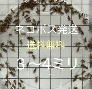 3～4㎜ ヨーロッパイエコオロギ 100匹+保20％ 【ネコポス発送・送料無料】