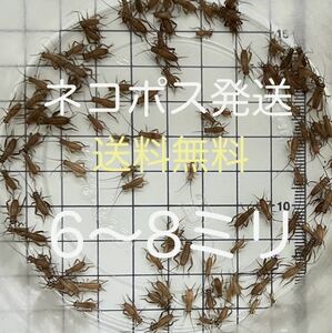 6～8㎜ 100匹+保20％ 【ネコポス発送・送料無料】ヨーロッパイエコオロギ.