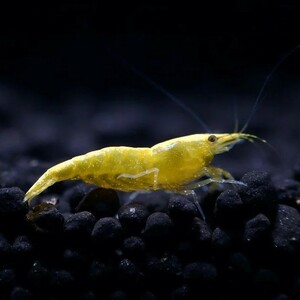 **. tail ..** yellow Cherry shrimp 30 pcs 