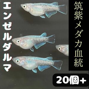 【超希少!】筑紫メダカ血統　エンゼルダルマ　ヒレ光　有精卵20個+α