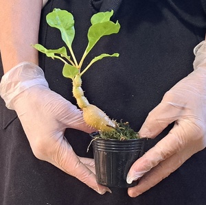 ☆1円スタート☆15 ミルメコディア 植物☆Myrmecodia sp Sulawesi petiole white black tube seedling(ミルメコディア)/アリ植物