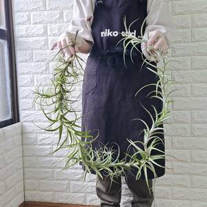 ☆1円スタート☆35 チランジア 植物☆Tillandsia queroensis(チランジア クエロエンシス)