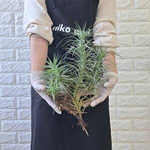 ☆1円スタート☆102 チランジア 植物☆Tillandsia aeranthos(チランジア アエラントス)/エアープランツ