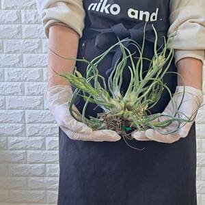 ☆1円スタート☆103 チランジア 植物☆Tillandsia seleriana × bulbosa(セレリアナ×ブルボーサ)/エアープランツ