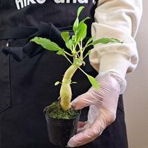 ☆1円スタート☆14 ミルメコディア 植物☆Myrmecodia sp Sulawesi petiole white black tube seedling(ミルメコディア)/アリ植物_画像7