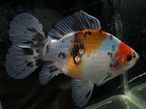 J―68．●●寿恵廣錦●●．6月21日孵化、約14〜15cm．モザイク、雌魚、