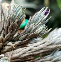 Tillandsia pedicellata 紫花 エアープランツ チランジア_画像3