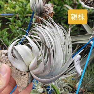 Tillandsia piauiensis (chapeuensis?) 2株 エアープランツ チランジア