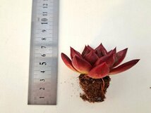 【107】多肉植物根付き苗 200品目出品！100円スタート！【蓮灯（Lotus Lantern）】（エケベリア）_画像2