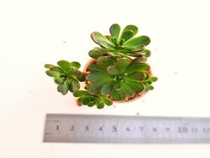 【072】多肉植物根付き苗 200品目出品！100円スタート！【小人の花束】（アエオニウム）