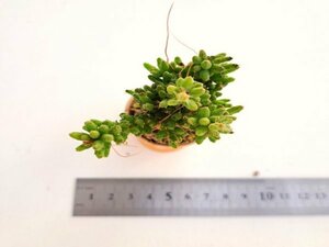 【077】多肉植物根付き苗 200品目出品！100円スタート！【メセンブリアンデモイデス】（リプサリス）