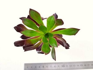 【024】多肉植物根付き苗 200品目出品！100円スタート！【ツヴァルトコップ】（アエオニウム）