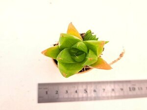 【086】多肉植物根付き苗 200品目出品！100円スタート！【渦千鳥】（ハオルチア）