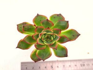 【195】多肉植物根付き苗 200品目出品！100円スタート！【魅惑の宵×プリドニス】（エケベリア）