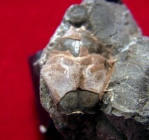 ●e-533 日本の化石 逆川の Notopocorystes_画像3