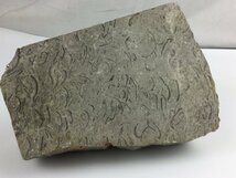 【三】鉱物　石　化石　腕足貝　インテリア　コレクション　o3113-M_画像10
