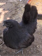 ！！真黒矮鶏（チャボ）食用有精卵6個！！_画像5