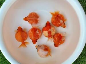 国産★ピンポンパール☆7匹★約9.5cm★当歳☆上質★丈夫☆金魚★観賞魚☆まん丸遺伝子★可愛い！飼育！カラフル☆アクアリウム