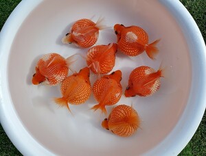 国産★ピンポンパール☆7匹+おまけ★約9.0cm弱★当歳☆上質★丈夫☆金魚★観賞魚☆まん丸遺伝子★可愛い！飼育！カラフル☆アクアリウム