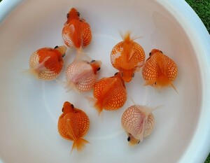 国産★ピンポンパール☆8匹★約8.5cm★当歳☆上質★丈夫☆金魚★観賞魚☆まん丸遺伝子★可愛い！飼育！カラフル☆アクアリウム