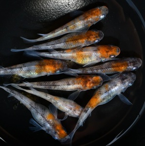 ω猫飯ωあけぼのメダカの稚魚・10匹　