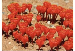 珍奇植物Haemanthus crispusハエマンサス クリスパス09