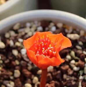 02珍奇植物開花親株Haemanthus crispusハエマンサス クリスパス