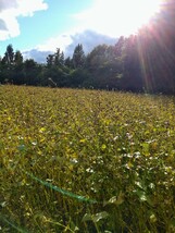 新そば粉　そば粉　1ｋｇ　令和５年産　信濃１号　自然栽培　農薬肥料不使用　全粒粉　_画像2