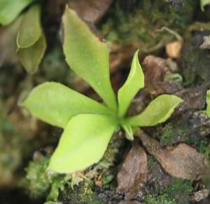 △△△Dionaea muscipula　”rose” 　ハエトリソウ　食虫植物