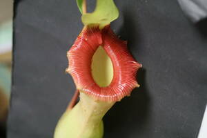 △Nepenthes　ventricosa ”porcelain”　（Quezon）　ウツボカズラ　ネペンテス属　食虫植物 