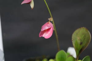 △△△Utricularia quelchii クエルチー（ミミカキグサ）食虫植物