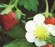 森の苺ウッドランドストロベリー種１５粒★同梱可★