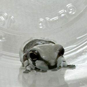  Mill key frog 3cm