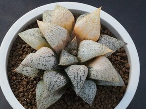 ハオルチア フローリア(ピクタ錦)　1　実生　多肉植物