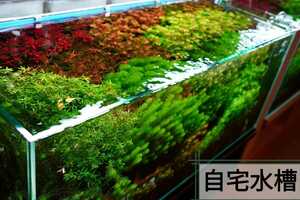 4種50本水草セット　グリーンロタラ　sp hra 　ミリオフィラムガイアナドワーフ　ルドウィジアスーパーレッド