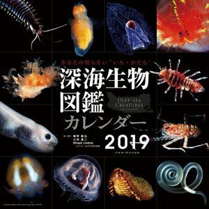 ◇◇2019年【壁掛けカレンダー】（ 深海生物図鑑）CL-387　/新品/