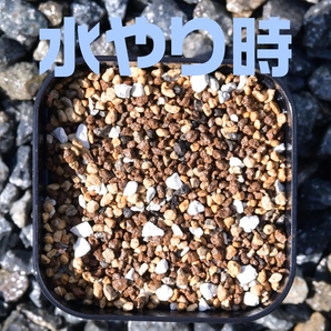 塊根植物 多肉植物 観葉植物 培養土 1リットル 1L 極小粒 超硬質 三本線 赤玉土 ひゅうが土 桐生砂 ゼオライト 富士砂 園芸用土の画像3