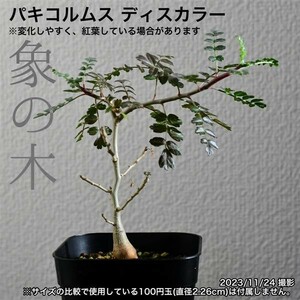 2I2 実生 象の木 パキコルムス ディスカラー コーデックス 塊根植物