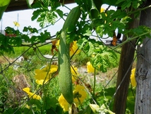 人気 つるあり野菜 グリーン緑のカーテン。